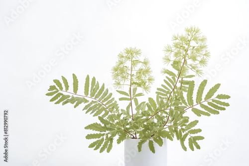 Green Fern and Flowering Plant in White Vase