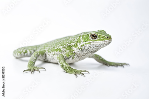 Green and White Lizard on a White Background