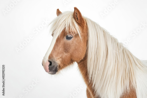 Portrait of a Brown Horse with a White Mane