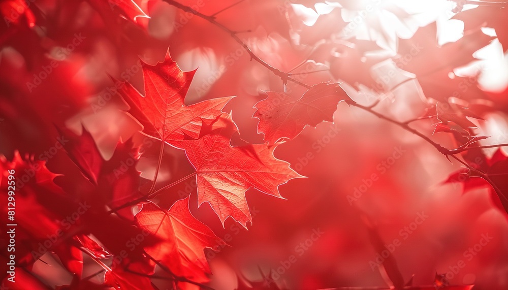 Red maple leaves in the sunlight, with a red color tone and white background. Red maple leaves in the sunlight, with a red color tone and white background.