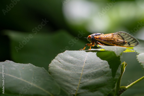cicada