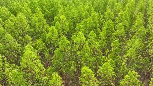 A symphony of vibrant green hues, the dense eucalyptus plantation boasts regimented rows, a testament to its commercial prowess and aromatic allure.
 photo