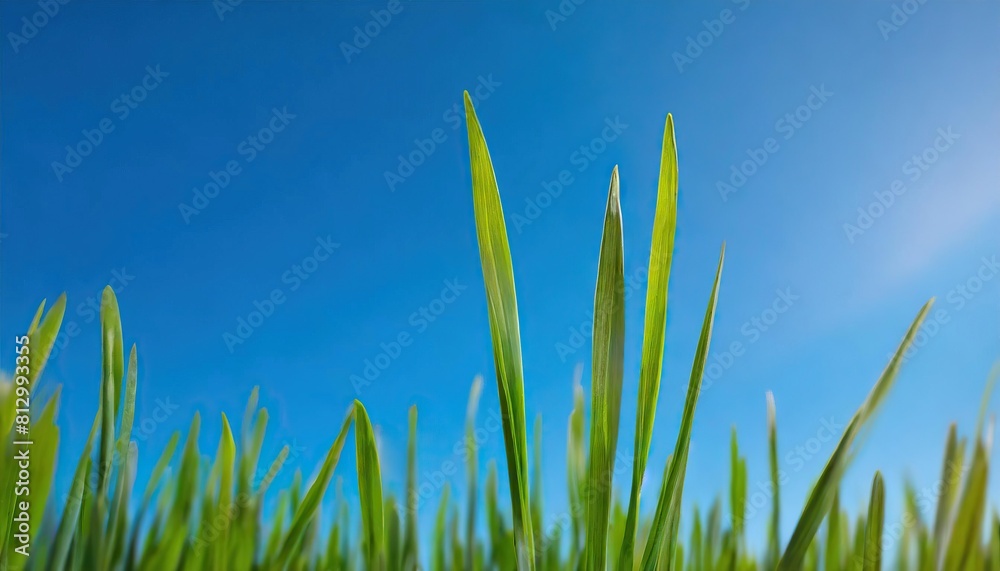 Obraz premium Green grass on blue clear sky, spring nature theme. Panorama