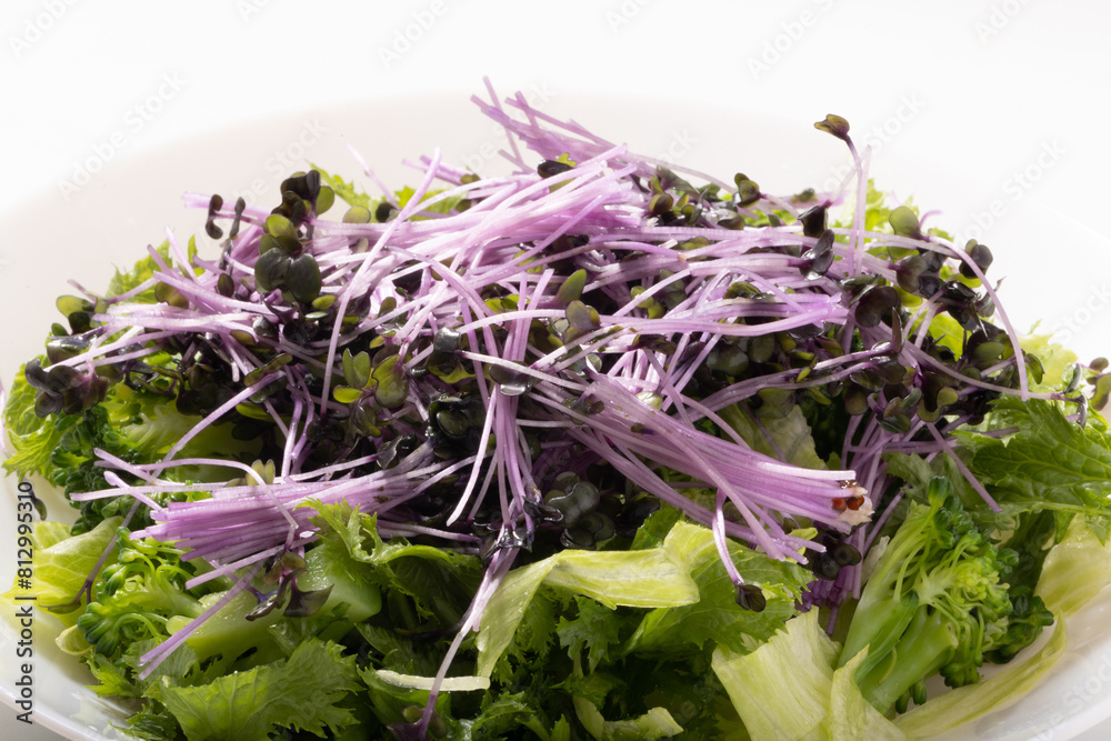 レッドキャベツ　スプラウト　サラダ