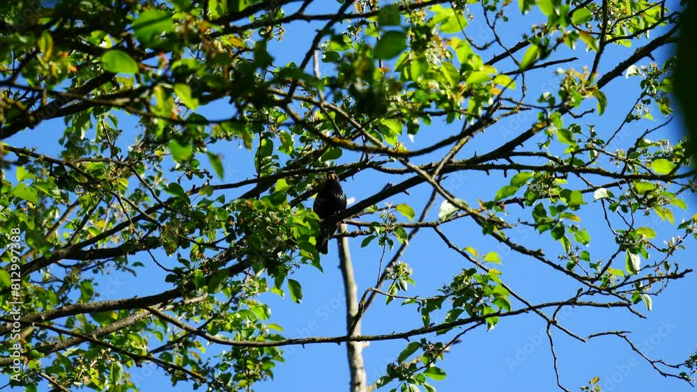 The starling caught the caterpillar and carries it to the chicks.. The starling caught the caterpillar and carries it to the chicks..