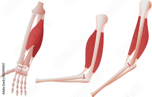 body anatomy model isolated