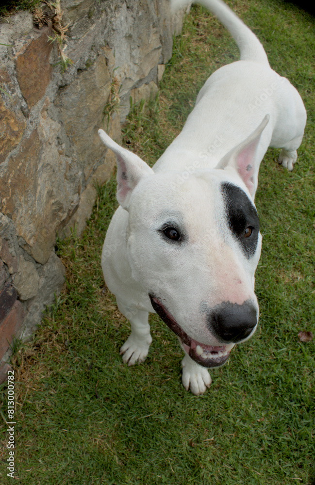 Friendly White Bull Terrier in a Natural Setting Friendly White Bull Terrier in a Natural Setting