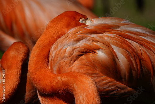 The American flamingo (Phoenicopterus ruber) is a large species of flamingo native to the West Indies, northern South America (including the Galápagos Islands) and the Yucatan Peninsula. Germany. photo