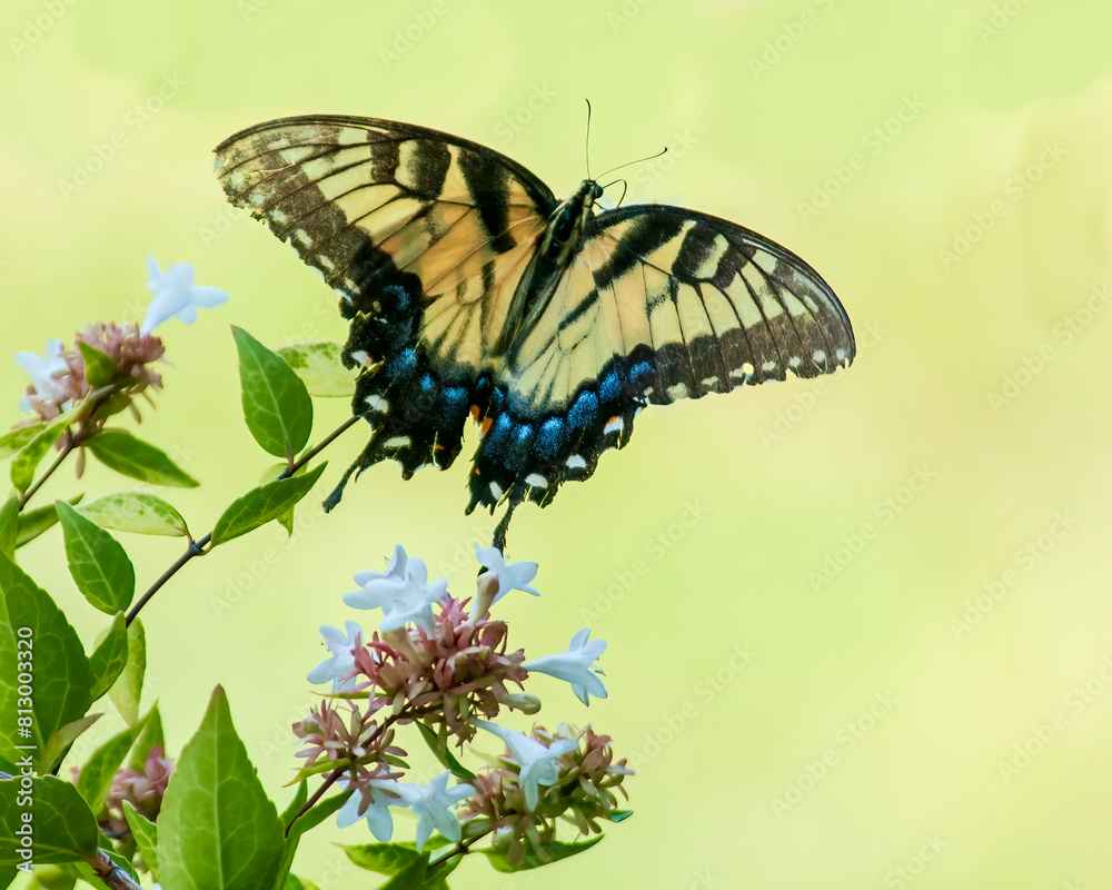 Naklejka premium Tiger Swallowtail Butterfly Feeding on Abelia Flower
