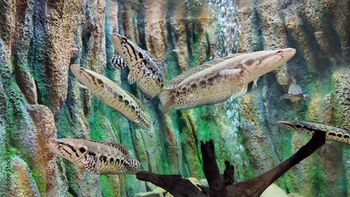Channa lucius or blotched snakehead is awimming in aquarium. fresh water fish in Thailand. photo