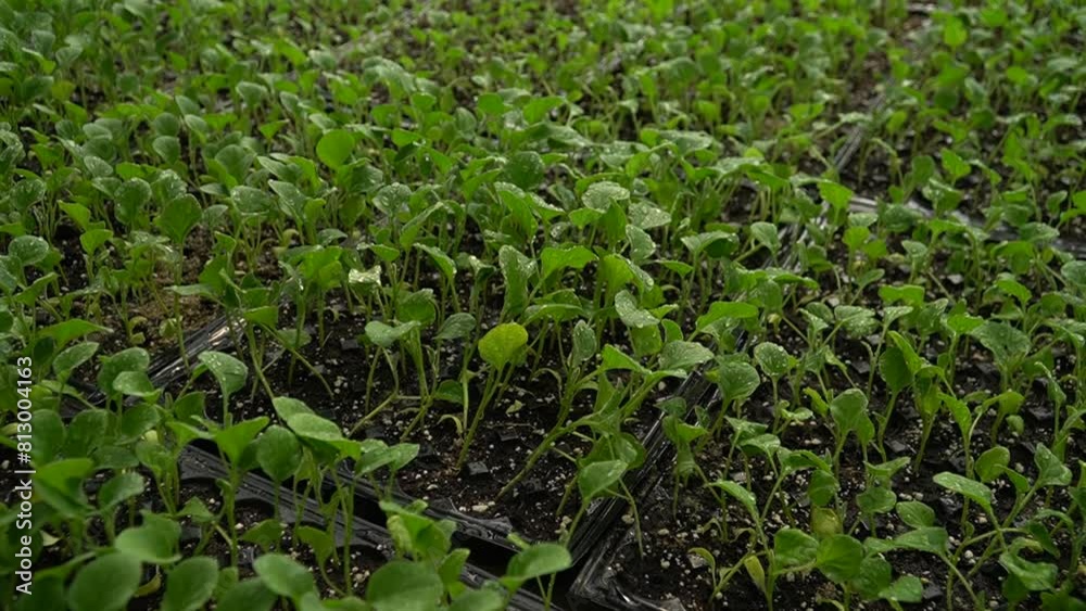 View of fresh green leaves of young seedlings grown in the greenhouse. Natural background View of fresh green leaves of young seedlings grown in the greenhouse. Natural background