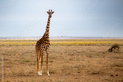 African giraffe standing in Amboseli National Park, Kenya looking at the camera. photo