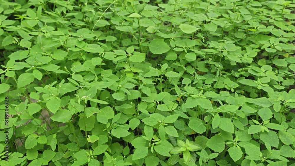 Green Weeds Grass swaying in the wind Green Weeds Grass swaying in the wind