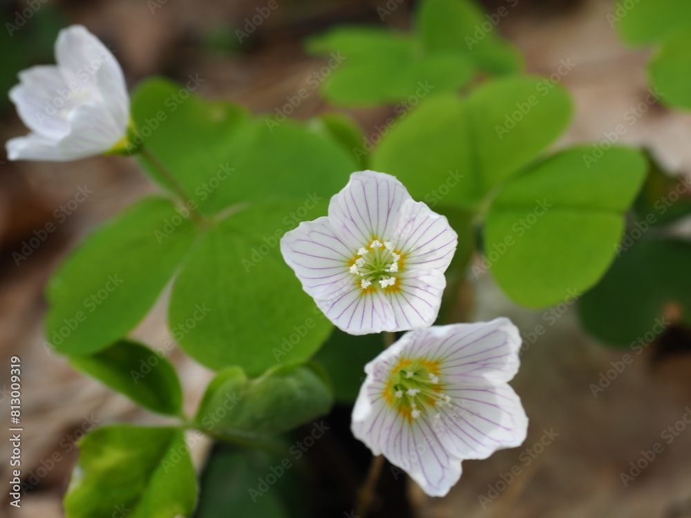 Oxalis acetosella (the wood sorrel or common wood sorrel) in a forest of Szczecin Poland Oxalis acetosella (the wood sorrel or common wood sorrel) in a forest of Szczecin Poland