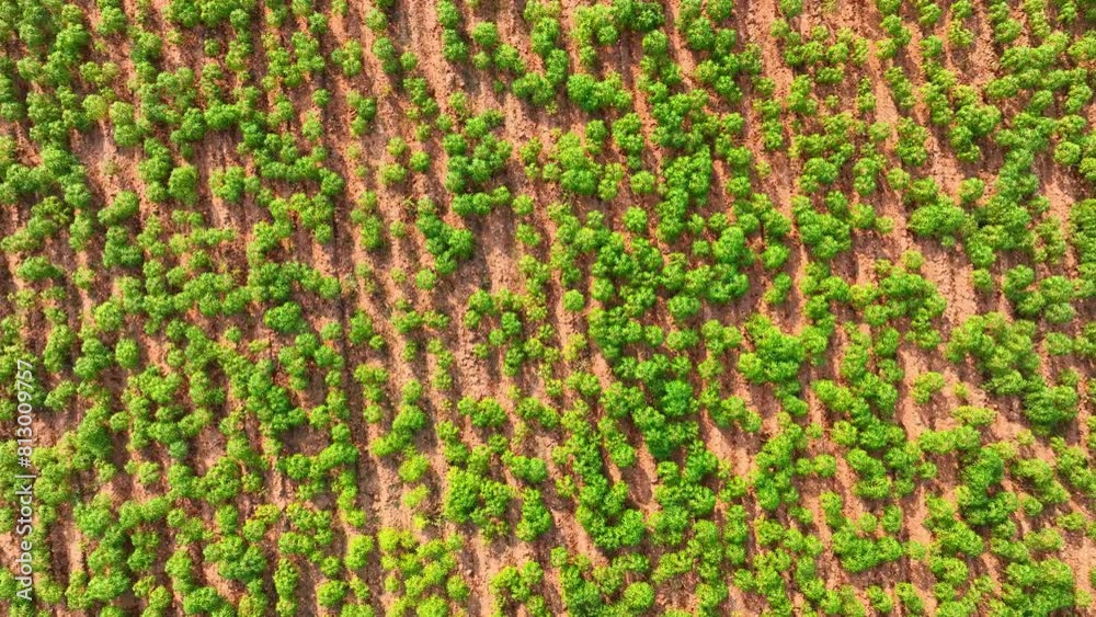 Amidst the tropical heat, a sprawling cassava farm stretches, its verdant rows of resilient plants stand as a testament to agricultural prowess, boasting lush foliage and promising bountiful harvests. Amidst the tropical heat, a sprawling cassava farm stretches, its verdant rows of resilient plants stand as a testament to agricultural prowess, boasting lush foliage and promising bountiful harvests.