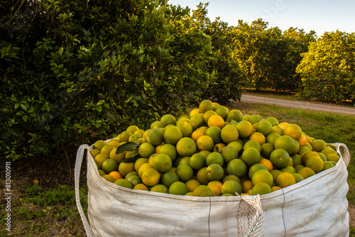 Bags loaded with freshly harvested oranges from the orchard of a farm in Brazil. Different varieties of fruit are planted on this property and supplies the product to the juice industry.