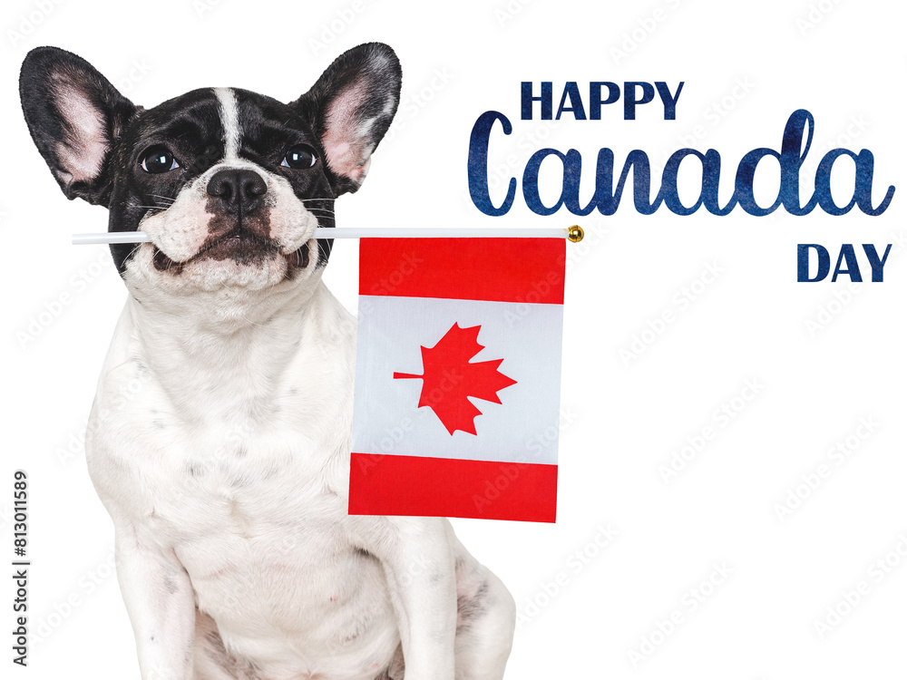 Happy Canada Day. Cute puppy and Canadian Flag. Closeup, indoors. Studio shot. Congratulations for family, loved ones, friends and colleagues. Pets care concept