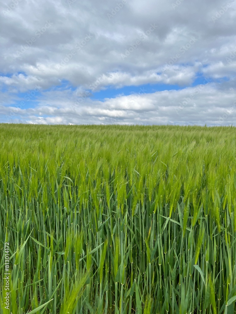 Crop field with cloudy sky in the background Crop field with cloudy sky in the background