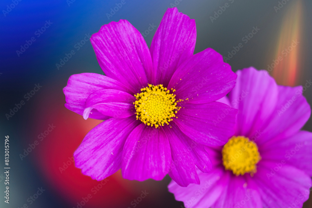 flower plants in the garden in the morning flora of spain flower plants in the garden in the morning flora of spain