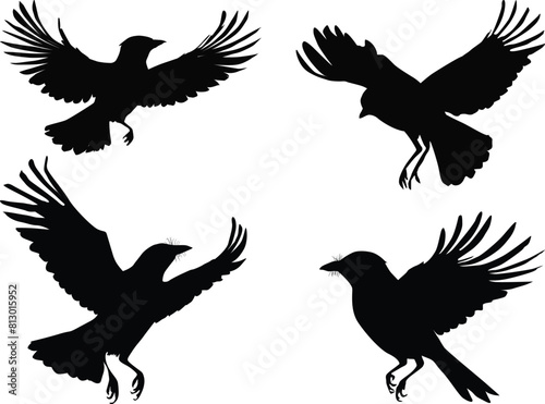 four birds in flight collection isolated on white © Alexander Potapov