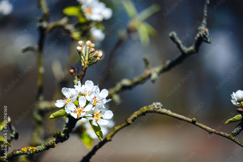 A branch with white flowers on it. The branch is covered in moss A branch with white flowers on it. The branch is covered in moss