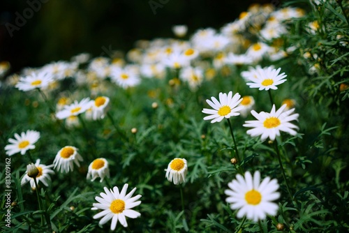 daisies in the grass