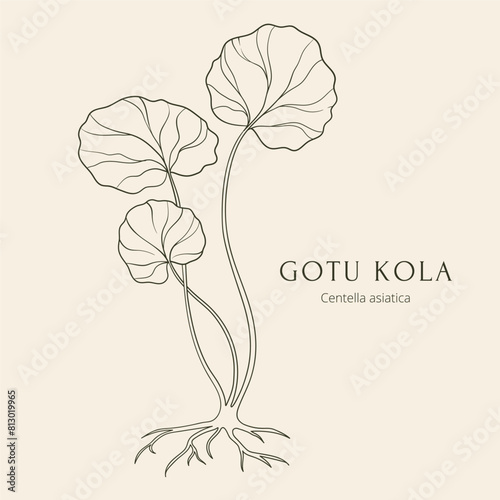 Gotu kola or Centella asiatica hand drawn vector illustration