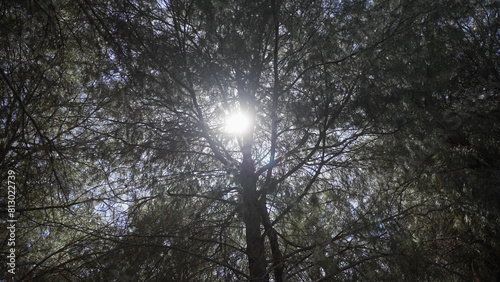 Sunlight piercing through the dense canopy of a pine forest creates a tranquil natural scene