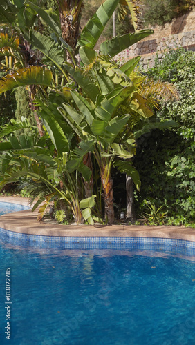 A serene poolside framed by lush banana trees and thriving foliage in a subtropical garden