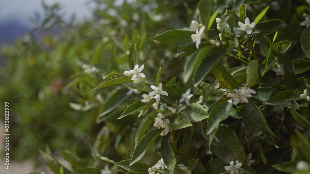Lush citrus aurantium tree, blooming with white fragrant flowers and green leaves, representing nature and freshness.