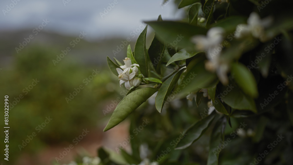 Close-up of a white blooming citrus sinensis flower on a tree, showcasing the beauty of nature. Close-up of a white blooming citrus sinensis flower on a tree, showcasing the beauty of nature.