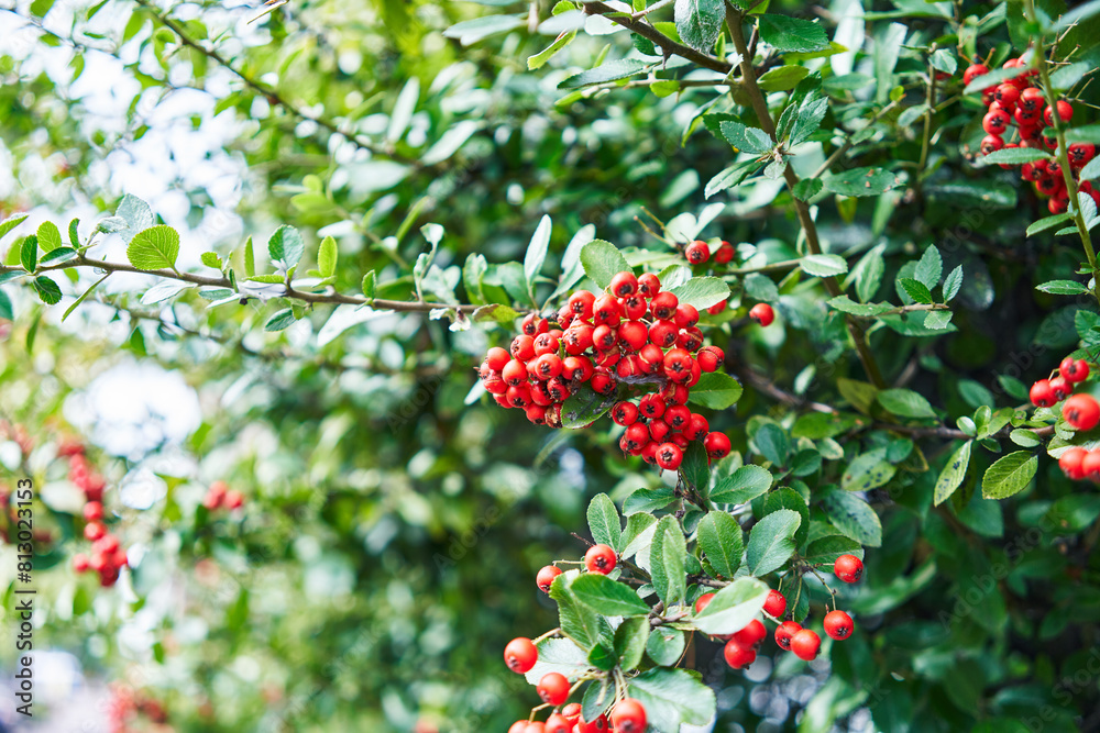Close-up of vibrant red berries on a green foliage background in daylight. Close-up of vibrant red berries on a green foliage background in daylight.