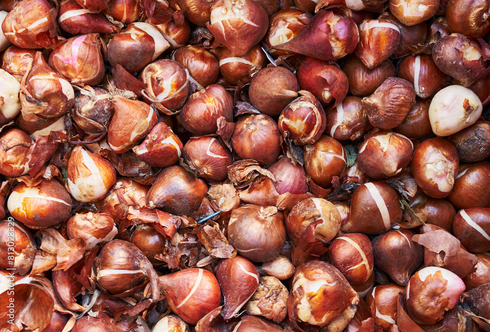 Close-up view of fresh, unpeeled tulip bulbs in bulk, suggesting gardening and agriculture. Close-up view of fresh, unpeeled tulip bulbs in bulk, suggesting gardening and agriculture.