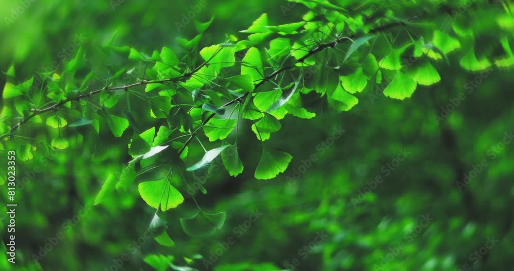 Ginkgo leaves in summer
Ginkgo leaves in summer