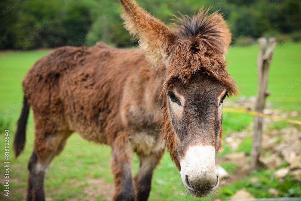 a donkey in a green meadow, Luka plna syslov, slovakia, slovensko a donkey in a green meadow, Luka plna syslov, slovakia, slovensko