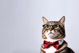 Portrait of funny cat professor in bow tie and eyeglasses sitting at white background, looking up away. Kitten of remote distant education and online courses banner. Study concept. Copy ad text space