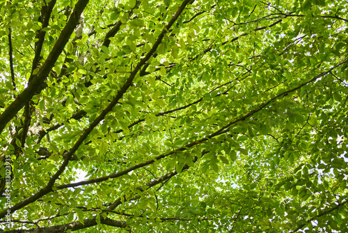 Looking upwards through a canopy of lush green leaves against a bright sky  suggesting spring and tranquility in nature.
