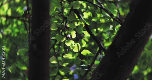 Ginkgo leaves in summer
