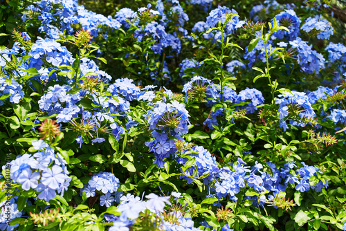 A vibrant display of blue plumbago flowers flourishing under bright sunlight in a lush garden environment.