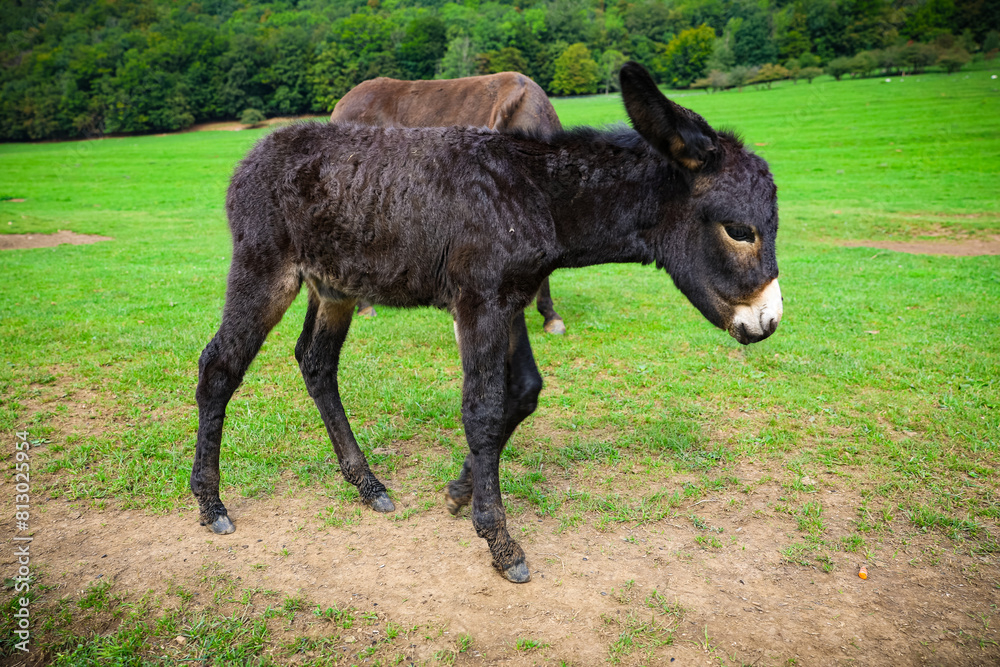 a baby donkey in a green meadow, Luka plna syslov, slovakia, slovensko a baby donkey in a green meadow, Luka plna syslov, slovakia, slovensko