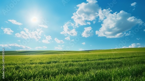 Stunning cornfield under a clear sky with clouds, showcasing agricultural beauty.