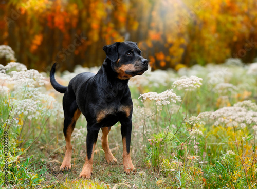 rottweiler in nature © cynoclub