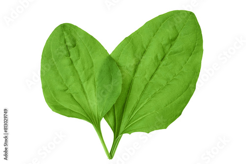 fresh plantain leaves isolated on white background. Top view. Flat lay photo