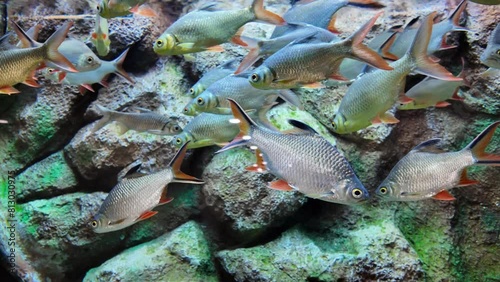 Scenic view of the Tinfoil barbs. Barbonymus schwanenfeldii fish in aquarium. photo