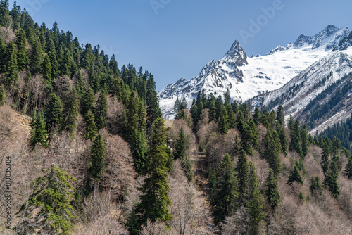 mountain forest