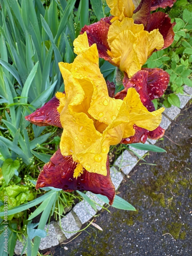 Obraz premium Dramatic Iris Barbatula Blooms: Vivid Yellow and Burgundy Flowers with Raindrops Against Green Leaves