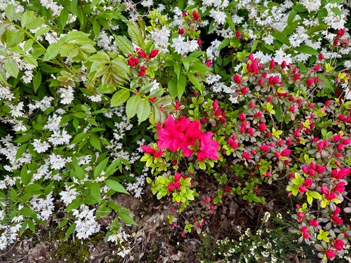 Wallpaper Mural Spring Garden Showcase: Vibrant Rhododendron Flowers Contrast with White Deutzia Gracilis in a Lush Setting Torontodigital.ca