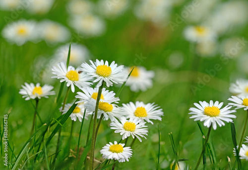 Summer daisies on a lawn