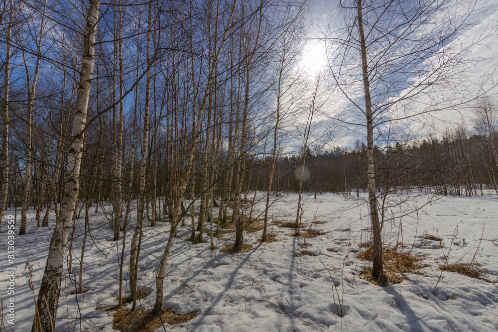  The snowflakes are melting, and the snow patches on the ground and trees are visible. The sunlight creates a lens flare and shadows in the forest clearing.