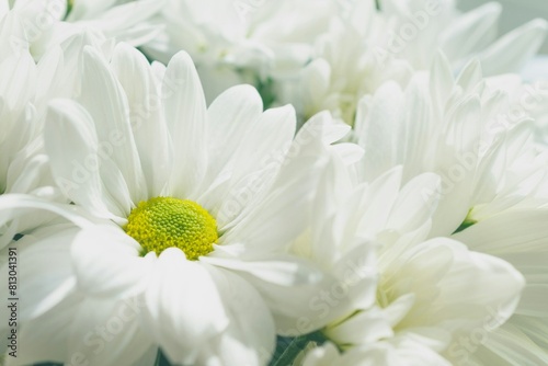 white chrysanthemum flower